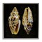 Stupell Industries Spotted Cowrie Shells Framed Floater Canvas Wall Art Design by Caroline Kelly